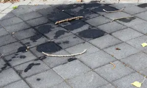 Plamy oleju silnikowego na betonowej kostce brukowej. Jak usunąć plamy z oleju silnikowego z betonu? Na zdjęciu widać ciemne plamy i gałązki.