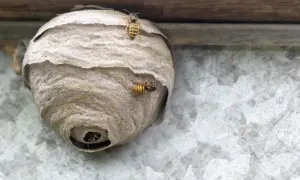 Osy budują gniazdo pod dachówką. Kilka owadów krząta się wokół wejścia do swojego domu.