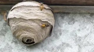 Osy budują gniazdo pod dachówką. Kilka owadów krząta się wokół wejścia do swojego domu.