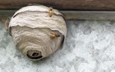 Osy budują gniazdo pod dachówką. Kilka owadów krząta się wokół wejścia do swojego domu.