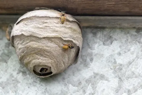 Osy budują gniazdo pod dachówką. Kilka owadów krząta się wokół wejścia do swojego domu.