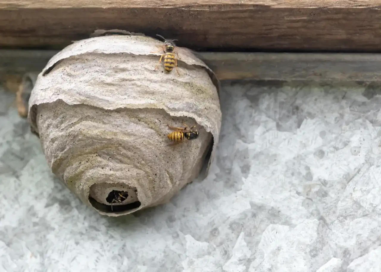 Osy budują gniazdo pod dachówką. Kilka owadów krząta się wokół wejścia do swojego domu.